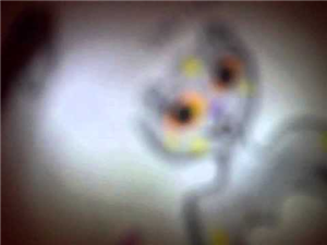 ¿Que Personaje De Tys Eres?