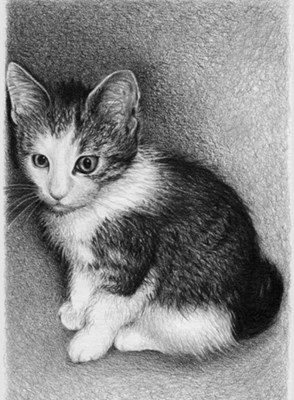 Hangi Kedi Türüsün 🐈