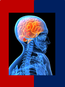 Anatomy & Physiology Quiz