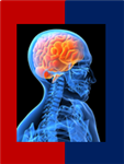 Anatomy & Physiology Quiz