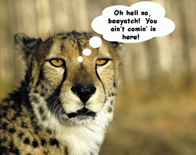 What Animal Are You?