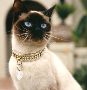 What Breed Of Cat Are You?