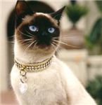 What Breed Of Cat Are You?