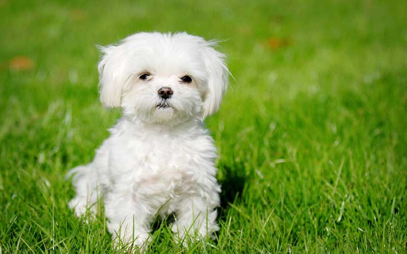 Hangı Köpek Sana Uygun