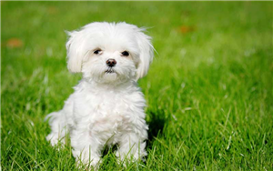 Hangı Köpek Sana Uygun