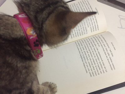 Ne kadar okursun testi 📚