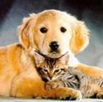 Doggy Or Kitten