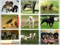Hangi Köpek Sana Göre