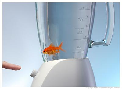 How Long Would Your New Pet Goldfish Survive  