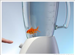 How Long Would Your New Pet Goldfish Survive  
