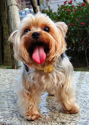 What Dog Breed Are You?