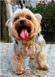 What Dog Breed Are You?