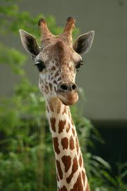 What Animal Are You?