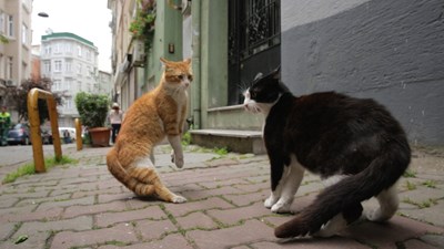 Hangi hayvansın 