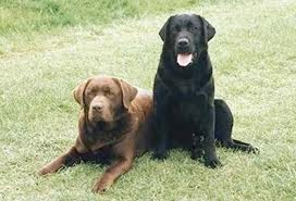 What Kind Of Dog Are You?