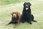 What Kind Of Dog Are You?