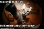 Send Funny Cat Pics