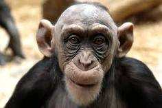 Est-Ce Que Je Ressemble A Un Singe?