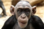 Est-Ce Que Je Ressemble A Un Singe?