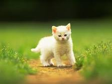 Is Your Cat Plotting To Kill You?