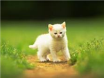 Is Your Cat Plotting To Kill You?