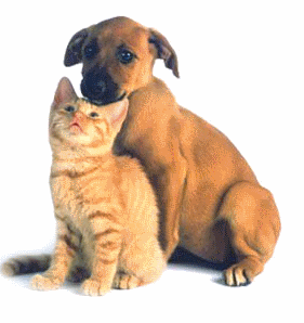 Cats Or Dogs?