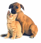 Cats Or Dogs?