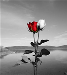 ""Wellcome""