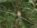 Are You Really A Bird?