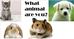 What Sort Of Animal Are You?