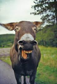 How Much Of A Donkey Are You Today?