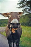 How Much Of A Donkey Are You Today?