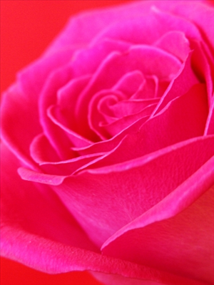 Romance Of The Day