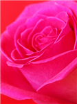 Romance Of The Day
