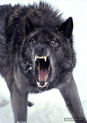 Köpek Severler Buraya