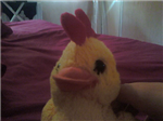 Ducky Dancers