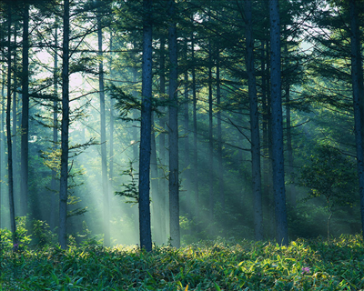 What Forest Animal Is Part Of You?