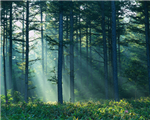 What Forest Animal Is Part Of You?