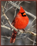 Beautiful Birds 
