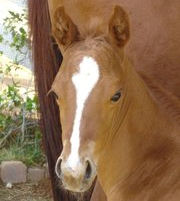 What Thoroughbred Ed. Horse Are You?