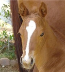 What Thoroughbred Ed. Horse Are You?