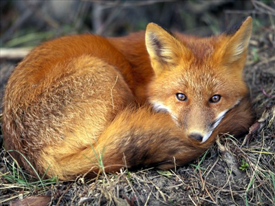 How Similar Are You To The Fox?
