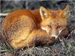 How Similar Are You To The Fox?