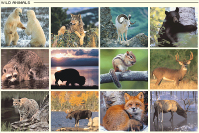 What Is Your Gardian Animal?