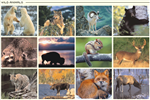 What Is Your Gardian Animal?