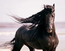 If You Were A Horse, What Breed Would You Be?