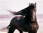If You Were A Horse, What Breed Would You Be?